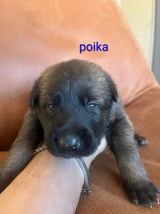 Malinois (1 valokuva sivusta 5)