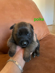 Malinois (2 valokuva sivusta 5)