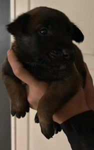 Malinois (3 valokuva sivusta 4)