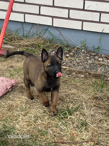 Malinois