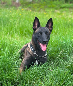 Malinois (1 valokuva sivusta 1)