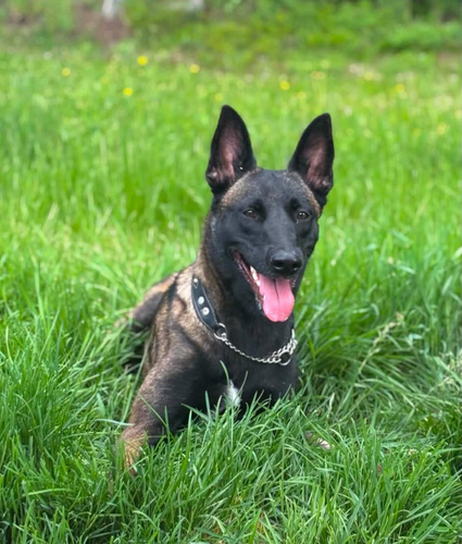 Malinois