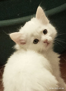 Персидские котята