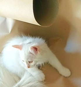 Персидские котята (5 фото из 5)