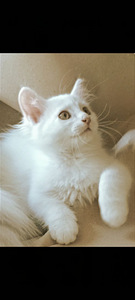 Персидские котята (2 фото из 5)