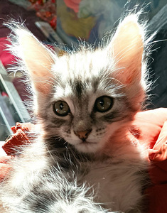 Imelised kassipojad (6 foto / 8)