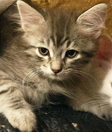 Персидские котята