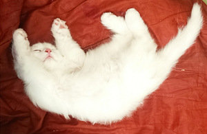 Персидские котята (2 фото из 10)