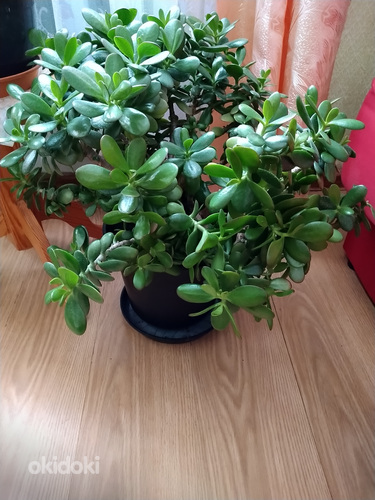 Jade taimede õied