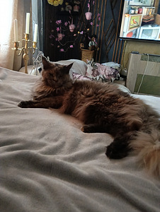 Main Coon. Ok sane (3 foto / 3)
