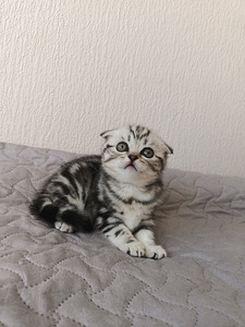 Šoti kassipojad Scottish Fold, Straight (3 foto / 6)