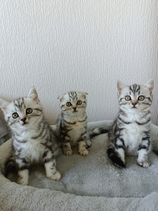 Scottish fold/straight
