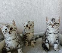 Шотландские scottish fold/straight