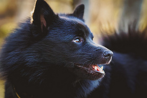 Schipperke (2 foto / 4)