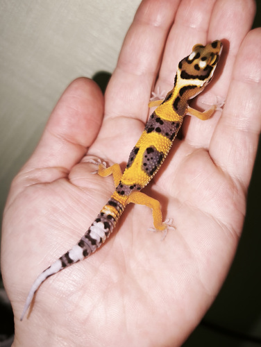 Gekko