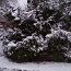 Elavad jõulupuud (foto #1)