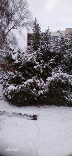 Elavad jõulupuud (foto #1)