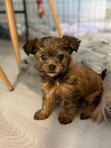 Narttu 9vikko (2 valokuva sivusta 3)