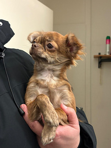 Chihuahua (3 valokuva sivusta 8)