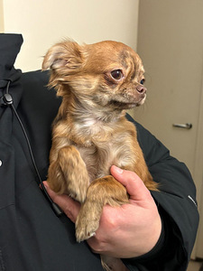 Chihuahua (6 valokuva sivusta 8)