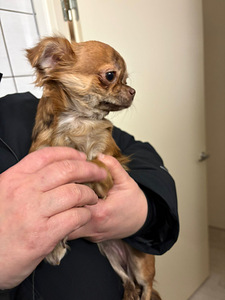 Chihuahua (7 valokuva sivusta 8)