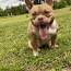 American pocket Bully (foto #5)