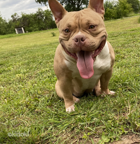 American pocket Bully (foto #5)