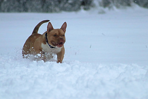 American pocket Bully (6 foto no 9)