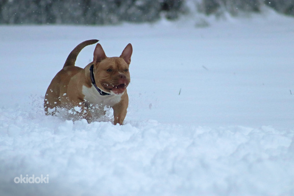 American pocket Bully (foto #6)