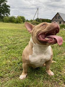 American pocket Bully (8 foto no 9)