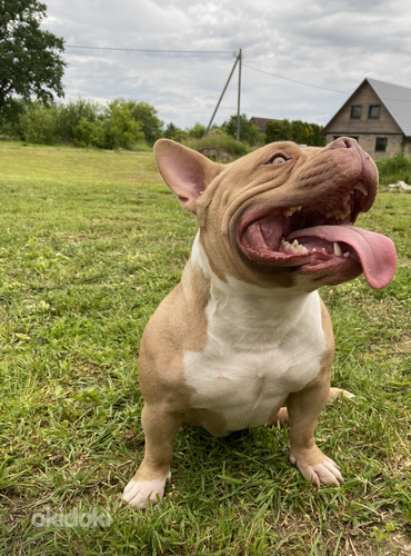 American pocket Bully (foto #8)