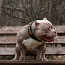 American pocket Bully (foto #5)