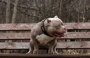 American pocket Bully (5 foto no 7)