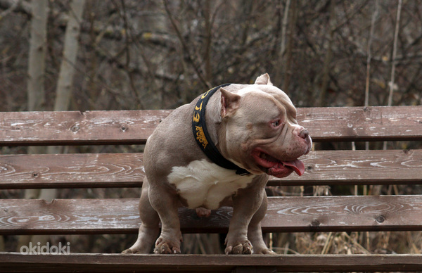 American pocket Bully (foto #5)