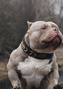 American pocket Bully (7 foto no 7)