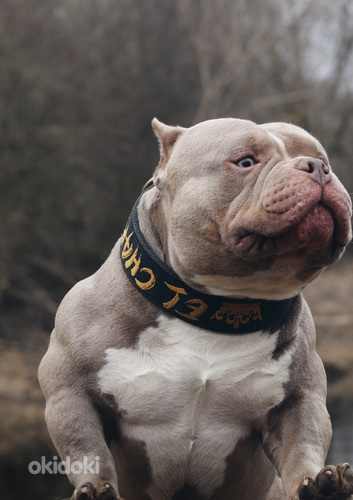 American pocket Bully (foto #7)