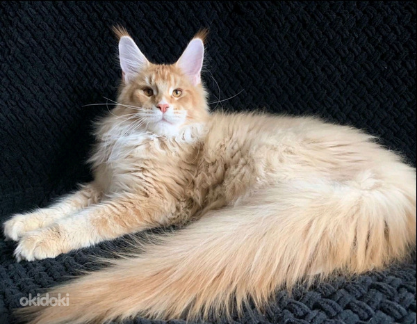 Кот Ромео ищет Джульетту.