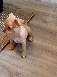 Chihuahua urospentu (2 valokuva sivusta 3)