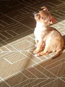 Chihuahua urospentu (1 valokuva sivusta 3)