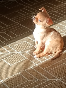 Chihuahua urospentu (3 valokuva sivusta 3)