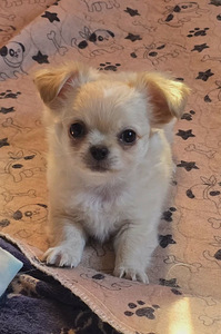 Chihuahua urospentu (1 valokuva sivusta 1)