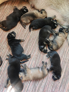 Saksanpaimenkoira/malinois (2 valokuva sivusta 5)