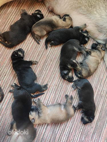 Saksanpaimenkoira/malinois