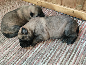 Saksanpaimenkoira/malinois (3 valokuva sivusta 5)