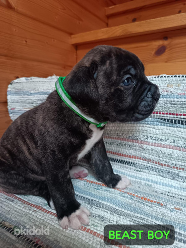 Americanbulldog X Cane Corso MIX-pennut