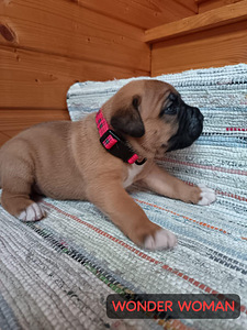 Americanbulldog X Cane Corso MIX-pennut (2 valokuva sivusta 9)