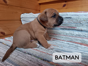 Americanbulldog X Cane Corso MIX-pennut (5 valokuva sivusta 9)