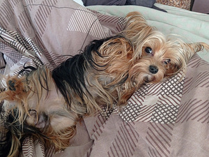 Yorki poiss beebi face paaritamiseks