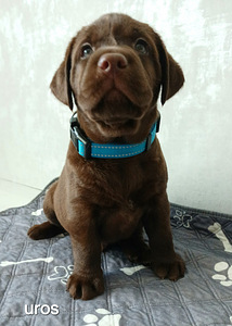 Labradorinnoutajan pennut (5 valokuva sivusta 9)