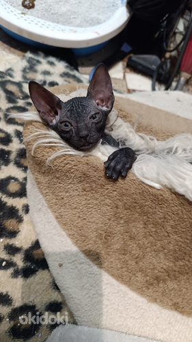 Кошка (4 из 5)